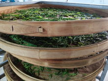 綠水青山育好茶，產(chǎn)業(yè)扶貧有希望