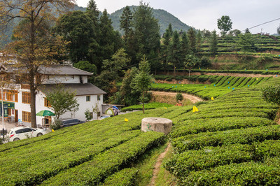 茶葉 日常生活中的健康良伴