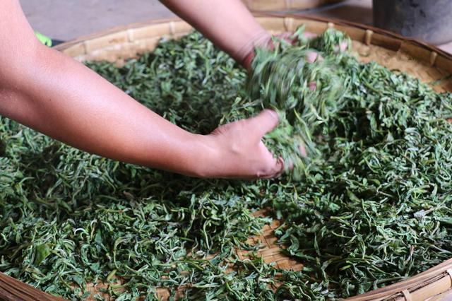 滇紅茶的匠心之旅 探秘傳統(tǒng)與現(xiàn)代交融的制作工藝